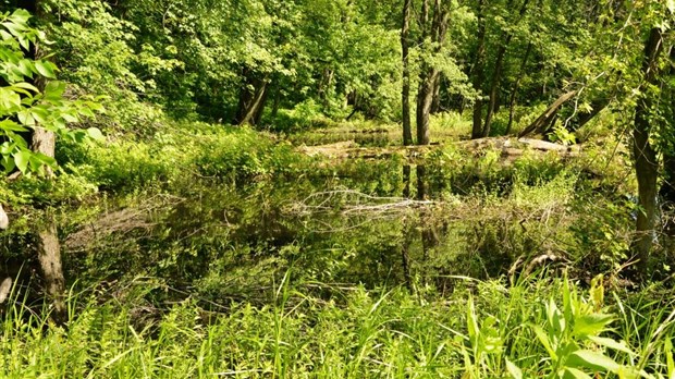 Île au foin : les dés sont lancés